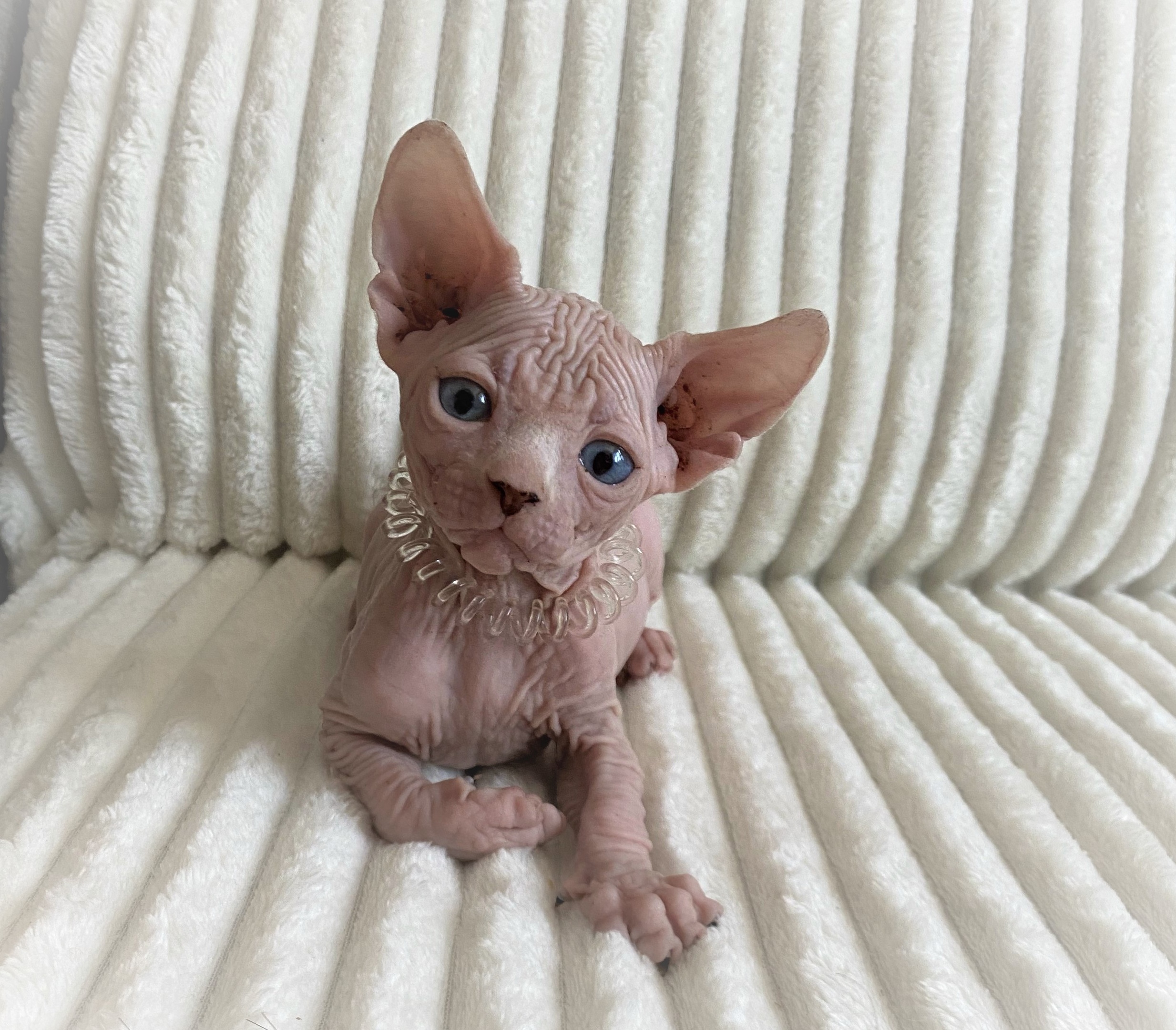 Насретдин - Имена для мальчиков - Клички для котов и кошек