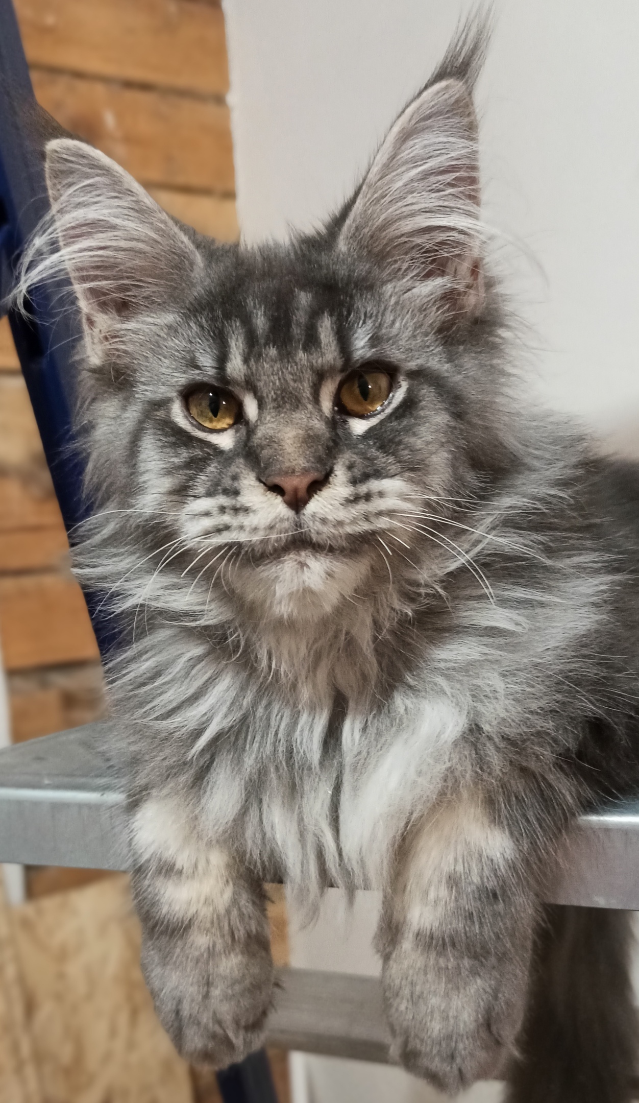 Чуви - Имена для мальчиков - Клички для котов и кошек