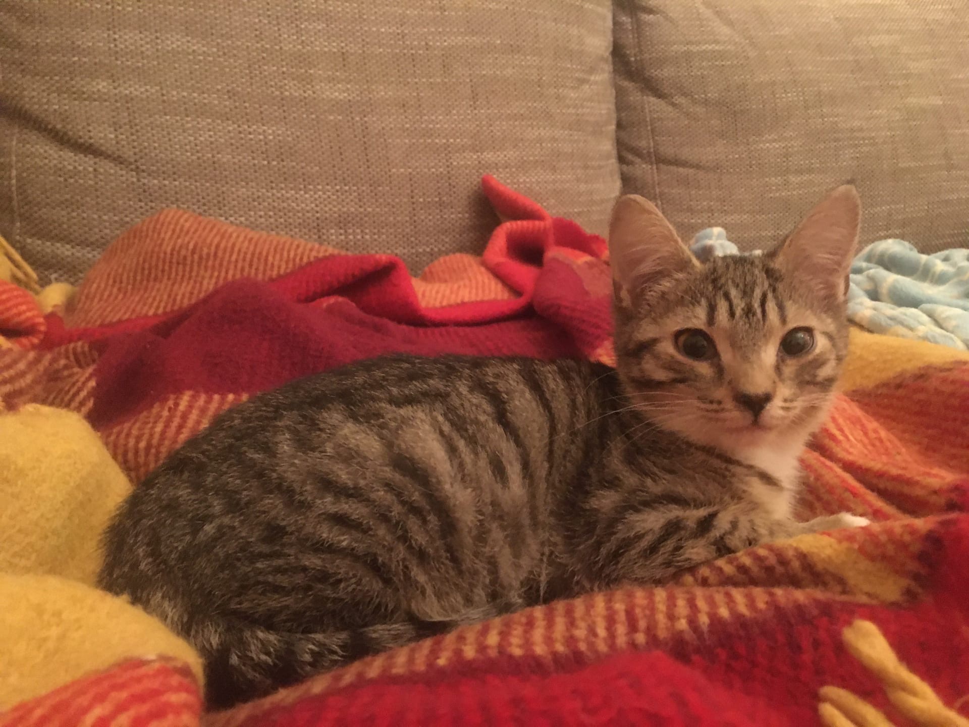 Шипа - Имена для девочек - Клички для котов и кошек