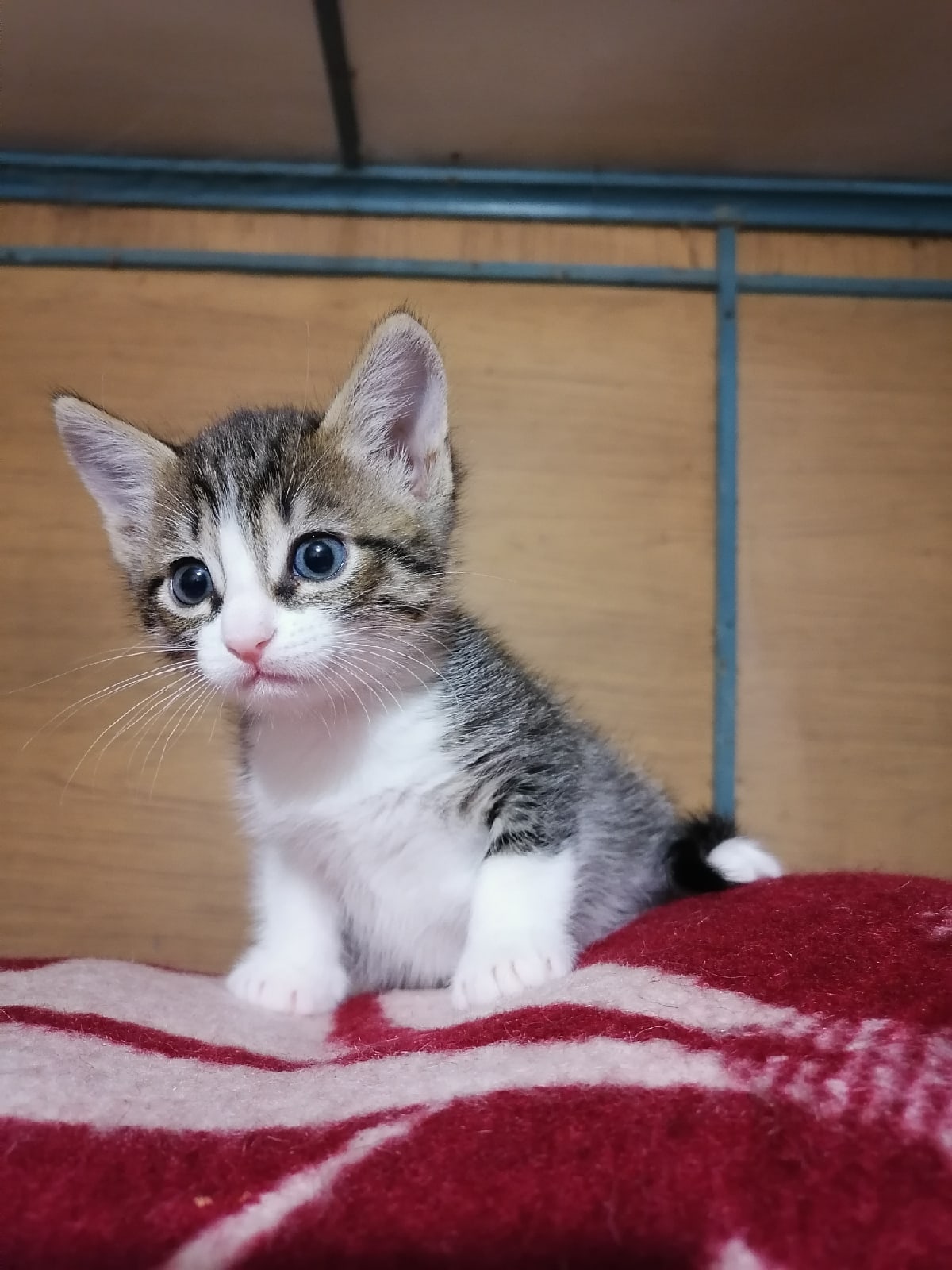 Ясик - Имена для мальчиков - Клички для котов и кошек