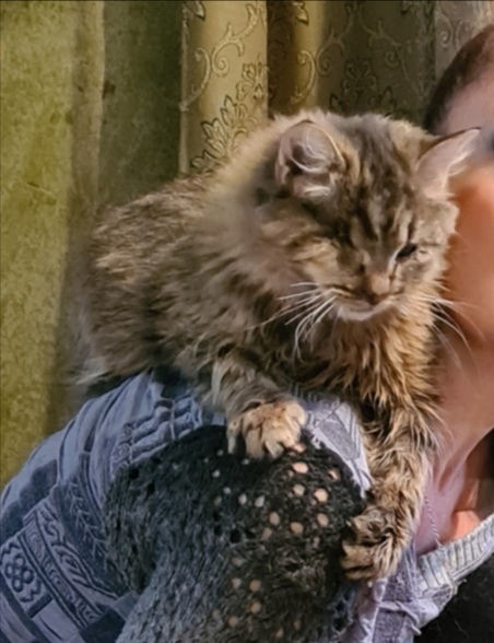 Мята - Имена для девочек - Клички для котов и кошек