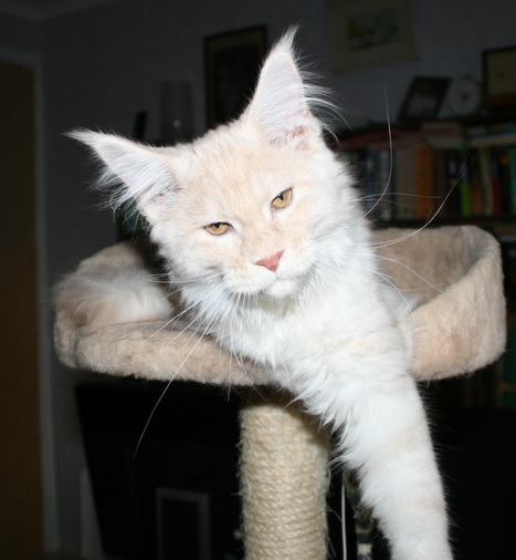 Олсон - Имена для мальчиков - Клички для котов и кошек