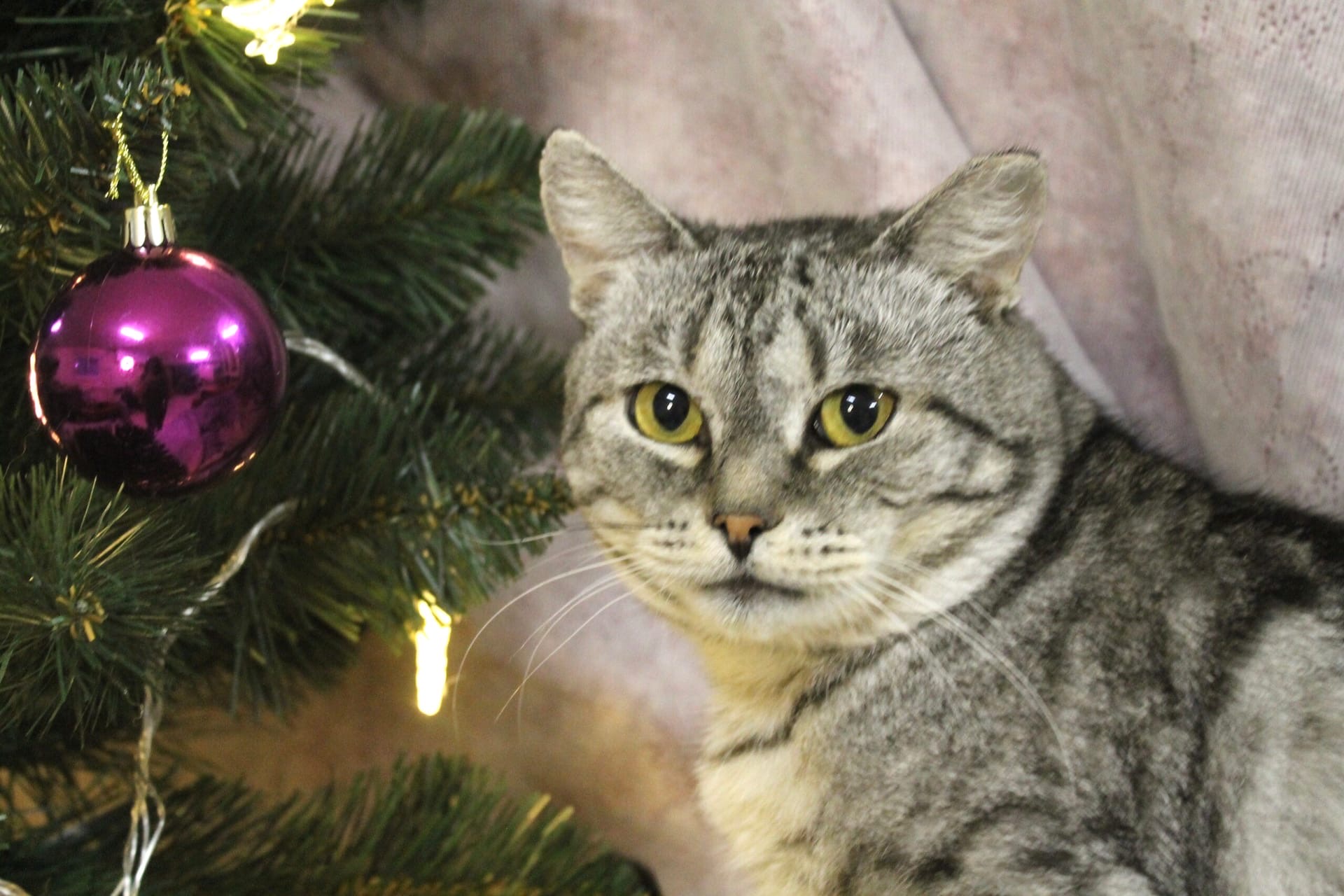 Эштон - Имена для мальчиков - Клички для котов и кошек