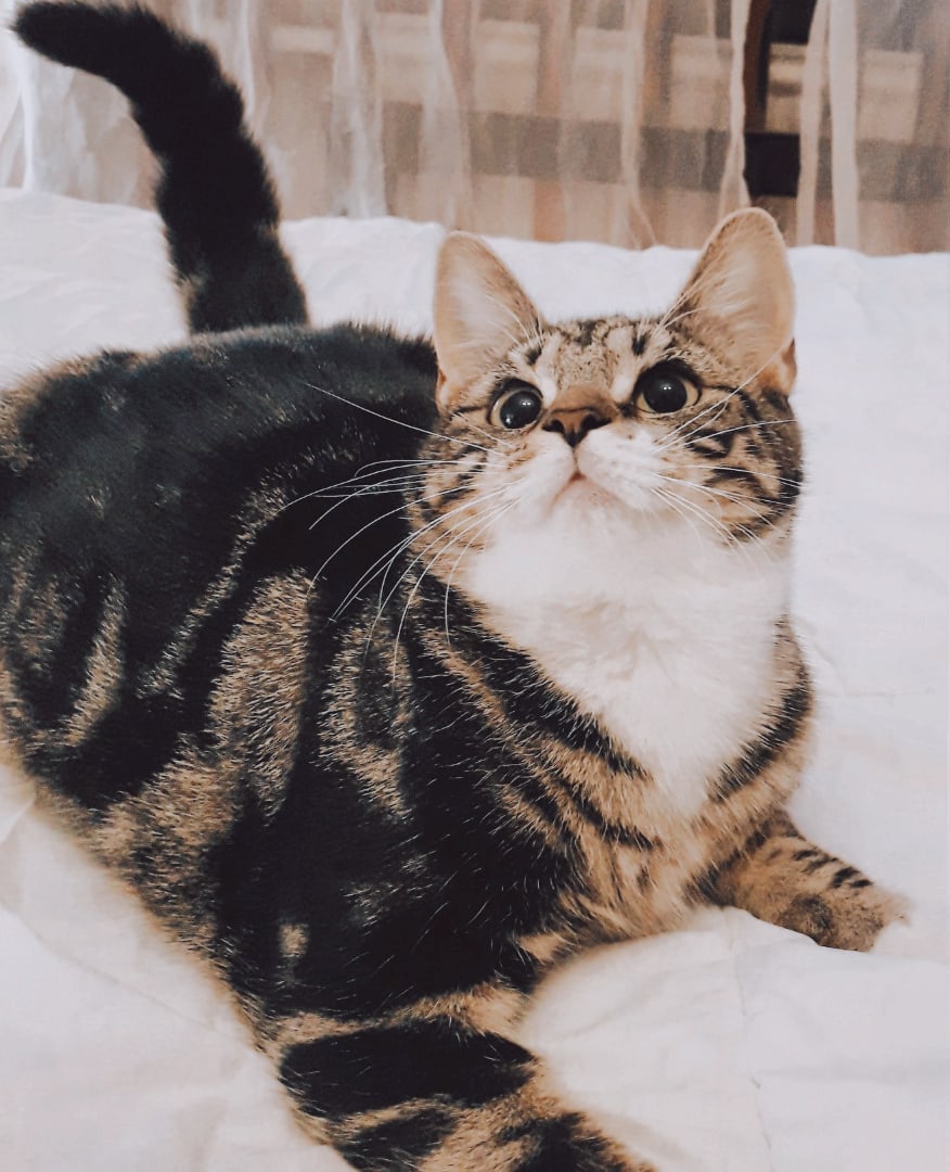 Вега - Имена для девочек - Клички для котов и кошек