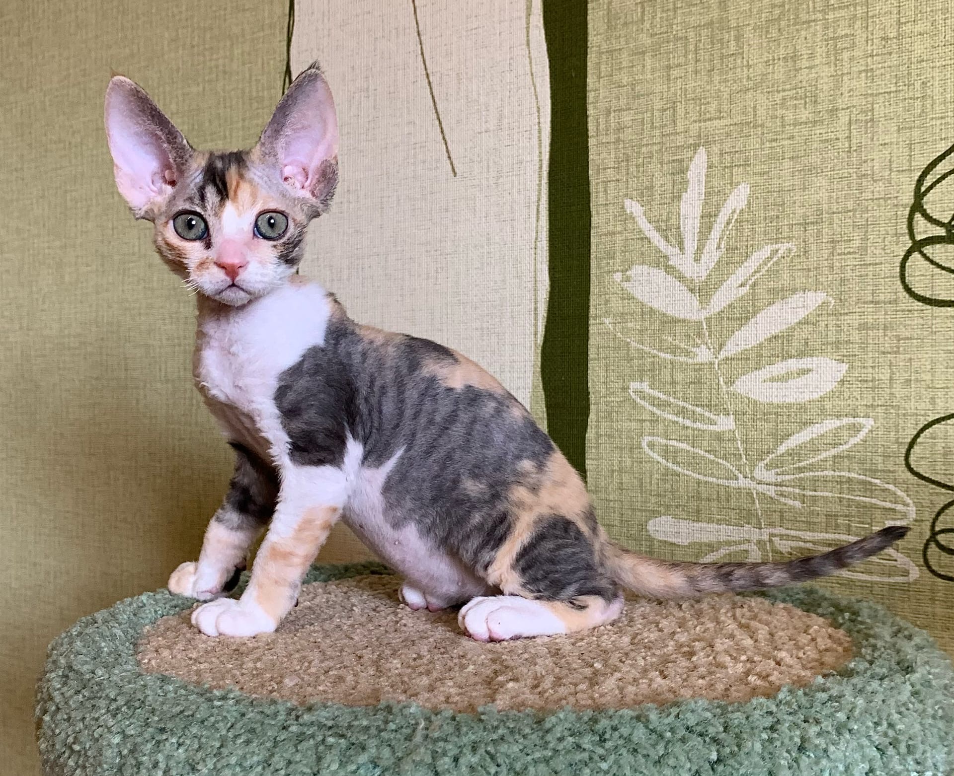 Мару - Имена для девочек - Клички для котов и кошек