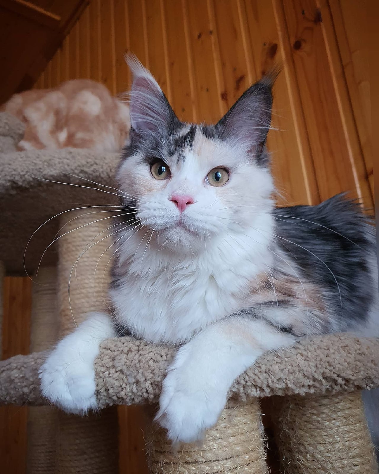 Снежка - Имена для девочек - Клички для котов и кошек