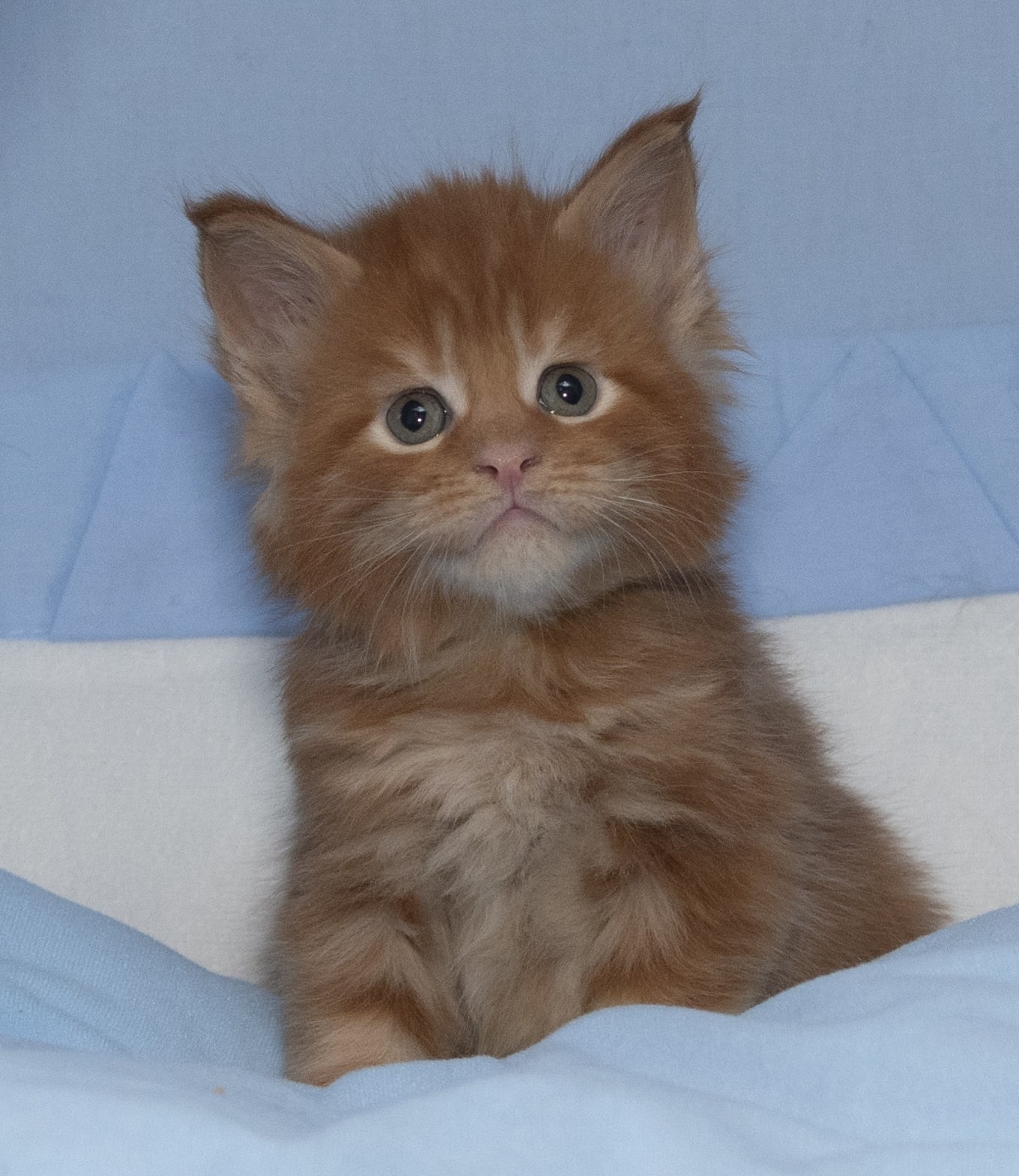 Леонард - Имена для мальчиков - Клички для котов и кошек