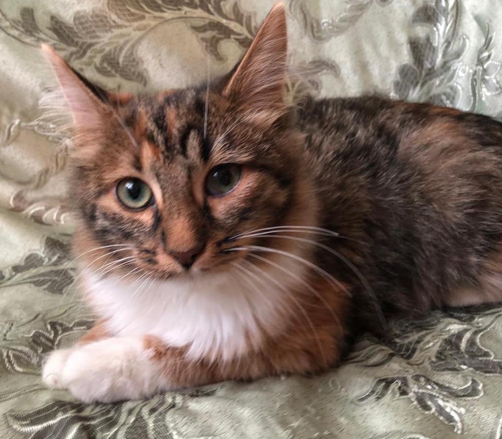 Мисти - Имена для девочек - Клички для котов и кошек