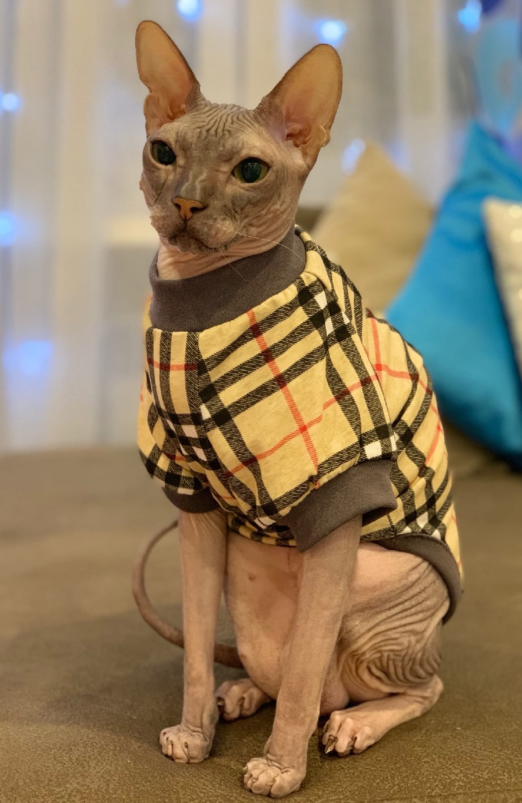 Веньямин - Имена для мальчиков - Клички для котов и кошек