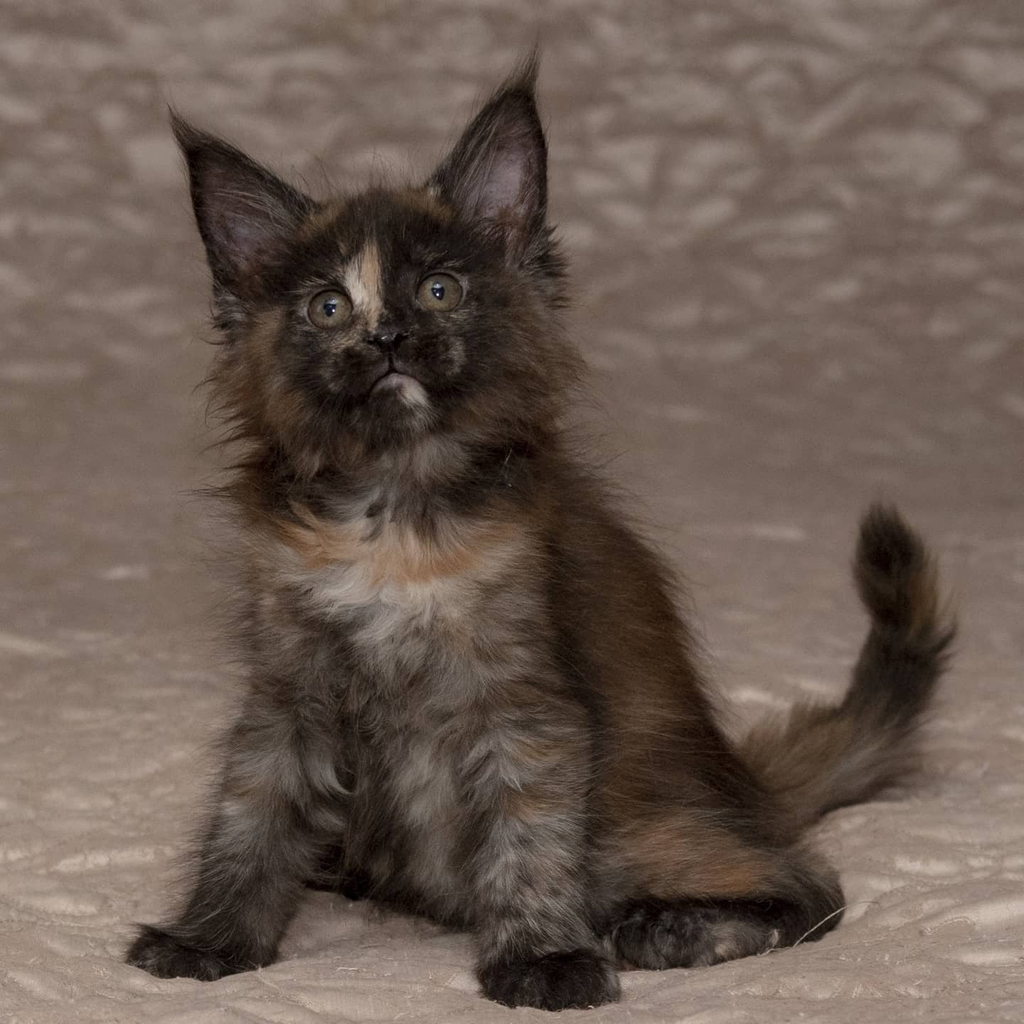 Лаверна - Имена для девочек - Клички для котов и кошек