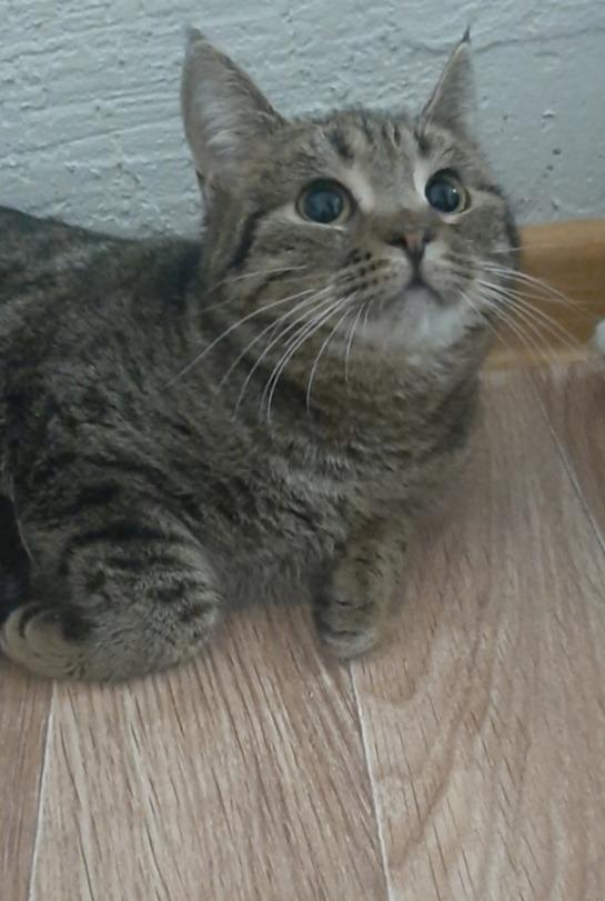 Мэйси - Имена для девочек - Клички для котов и кошек