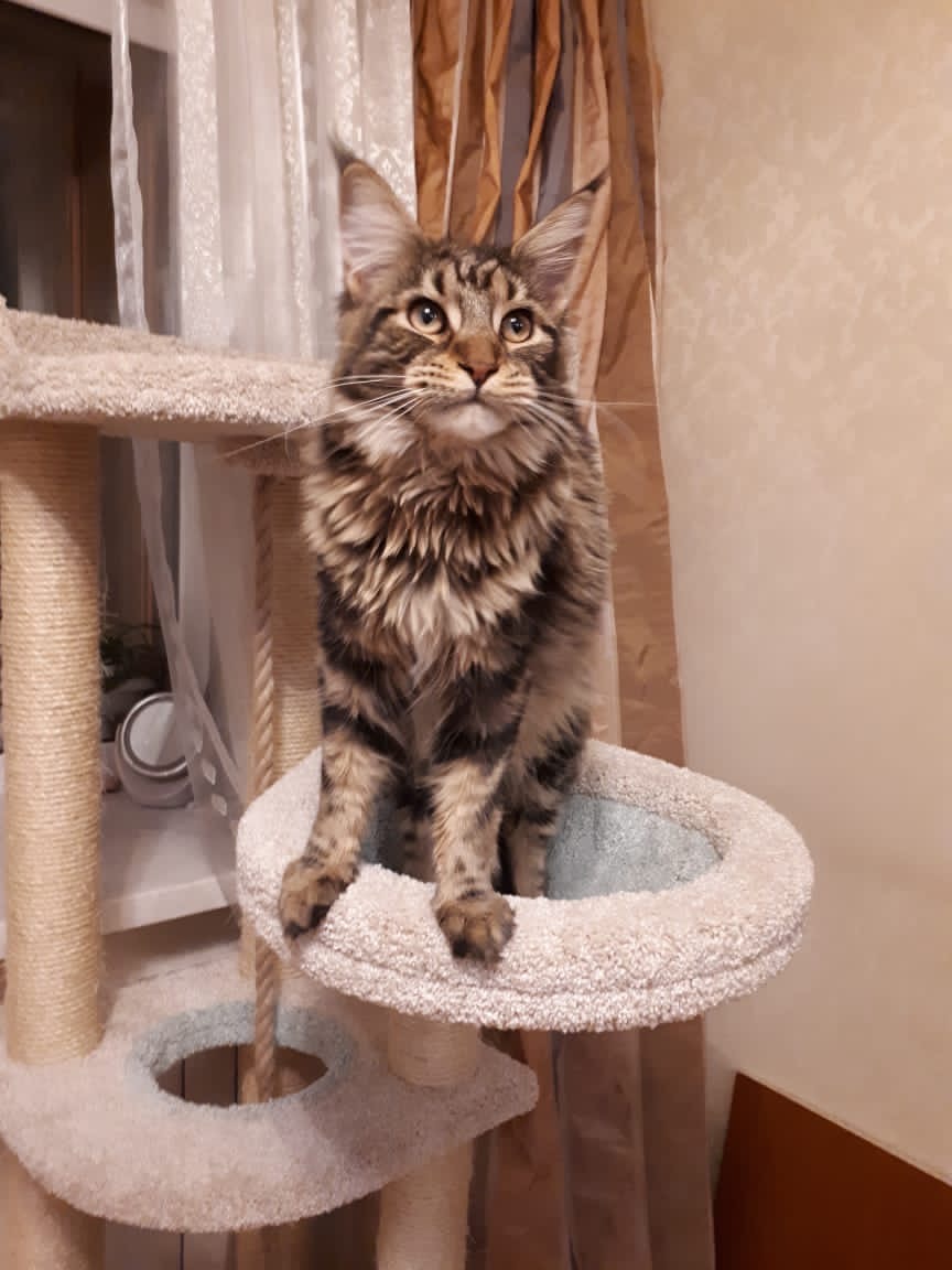 Куня - Имена для девочек - Клички для котов и кошек