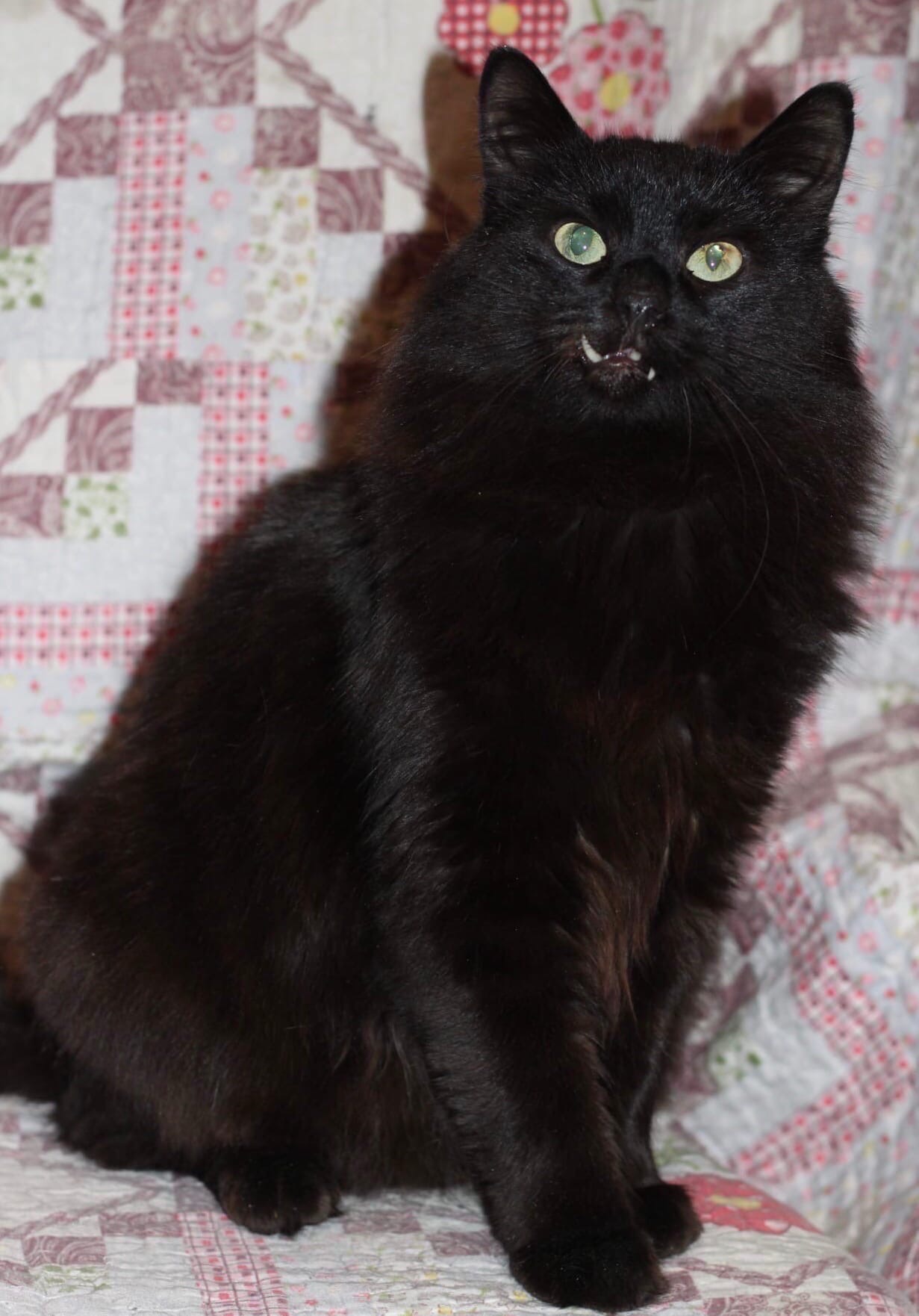 Кайл - Имена для мальчиков - Клички для котов и кошек