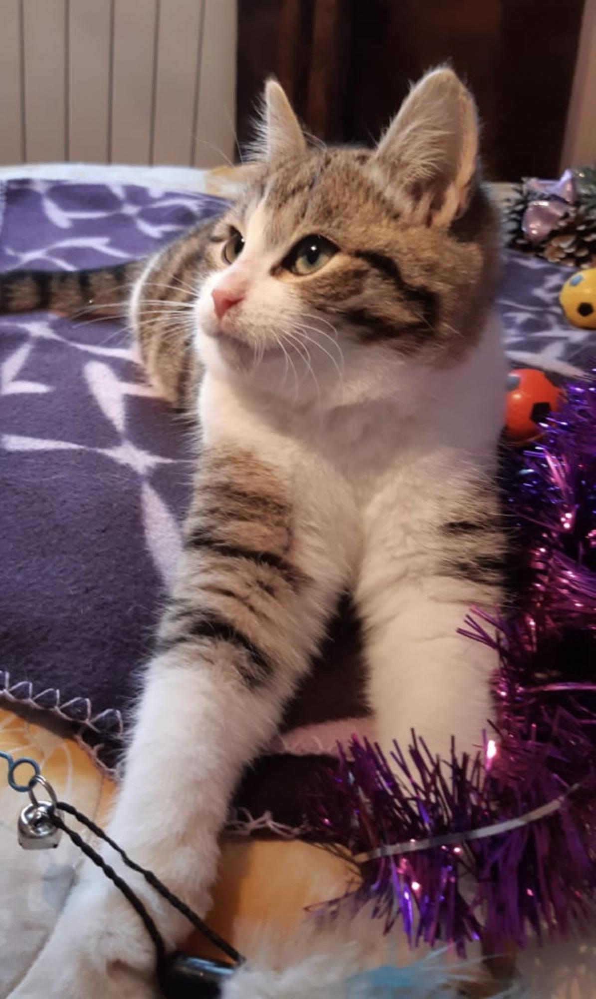 Мурчун - Имена для мальчиков - Клички для котов и кошек