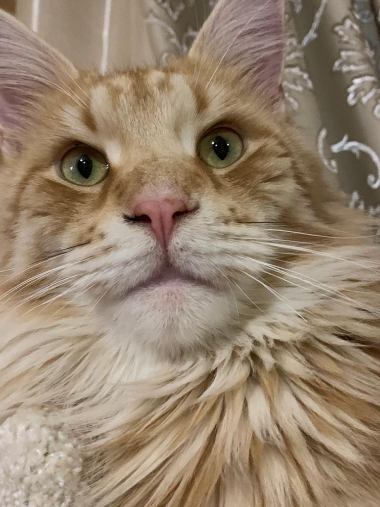 Януш - Имена для мальчиков - Клички для котов и кошек