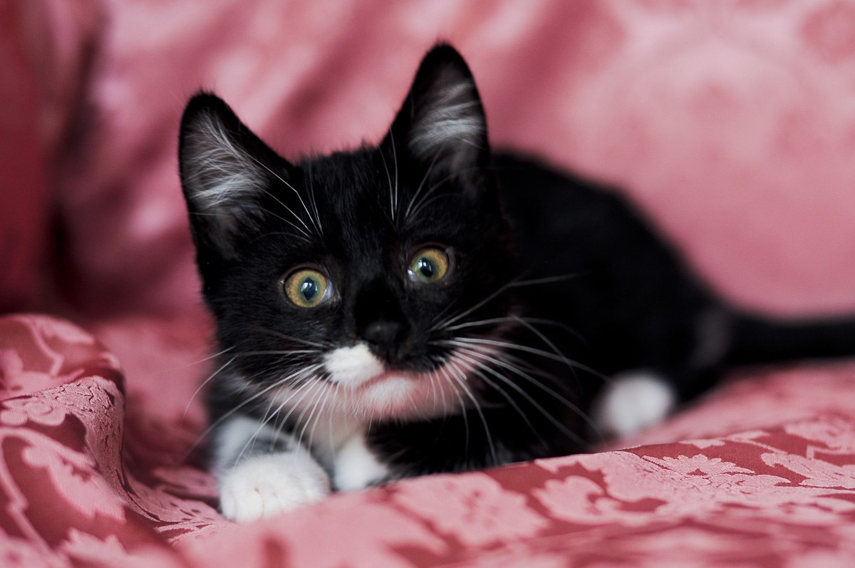 Франт - Имена для мальчиков - Клички для котов и кошек