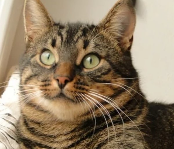 Лакки - Имена для мальчиков - Клички для котов и кошек