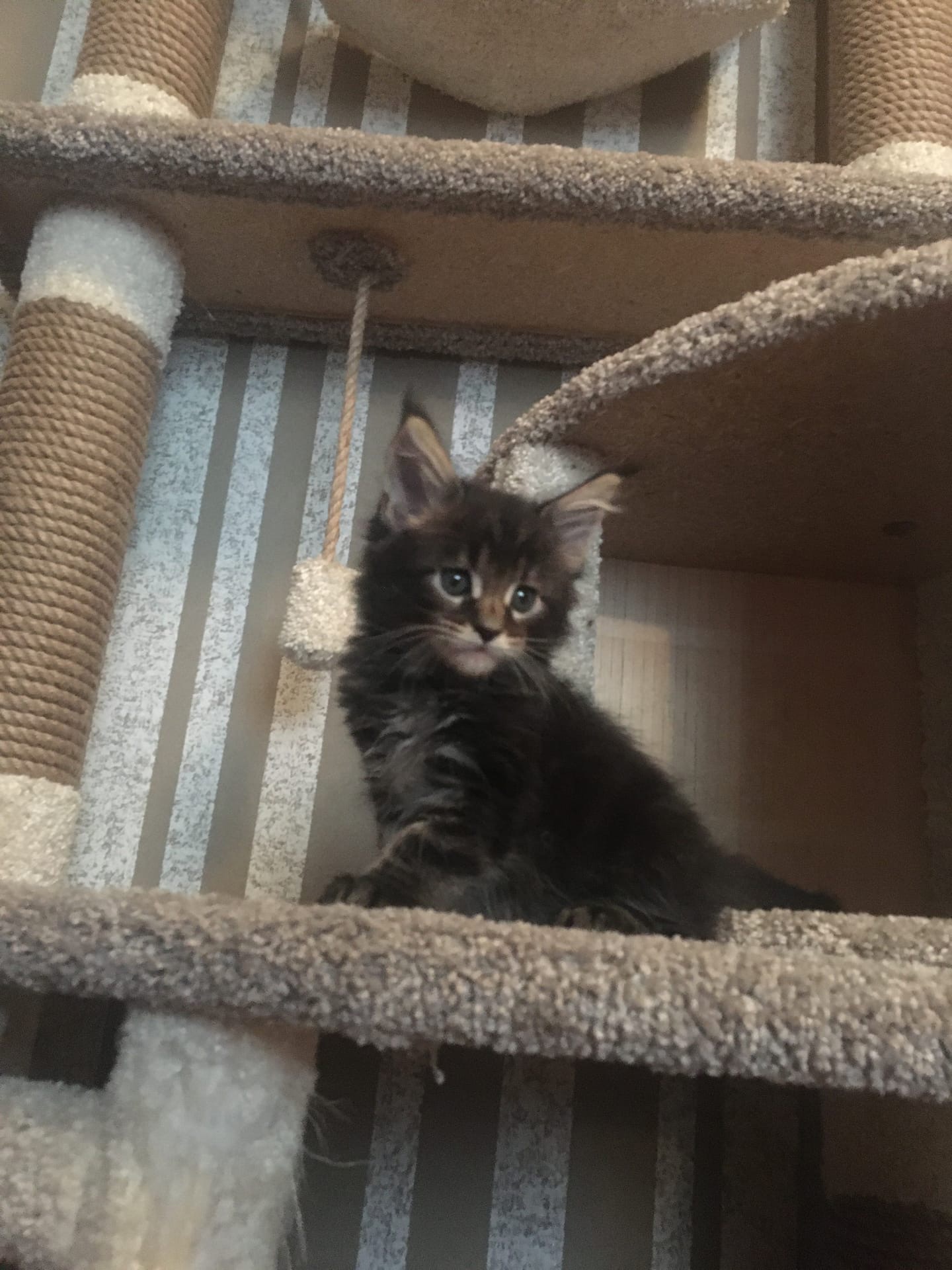 Зингер - Имена для мальчиков - Клички для котов и кошек