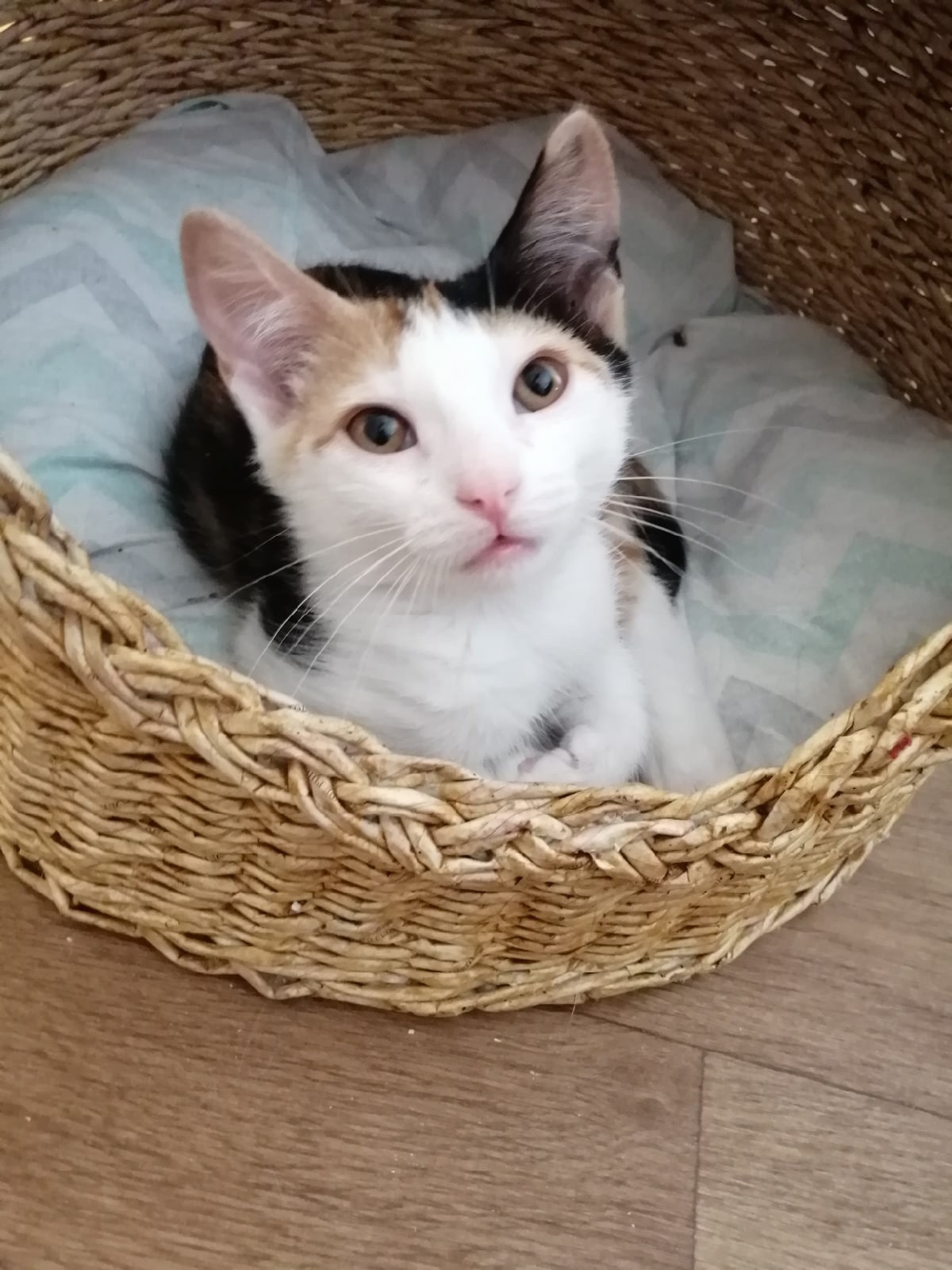 Матильда - Имена для девочек - Клички для котов и кошек