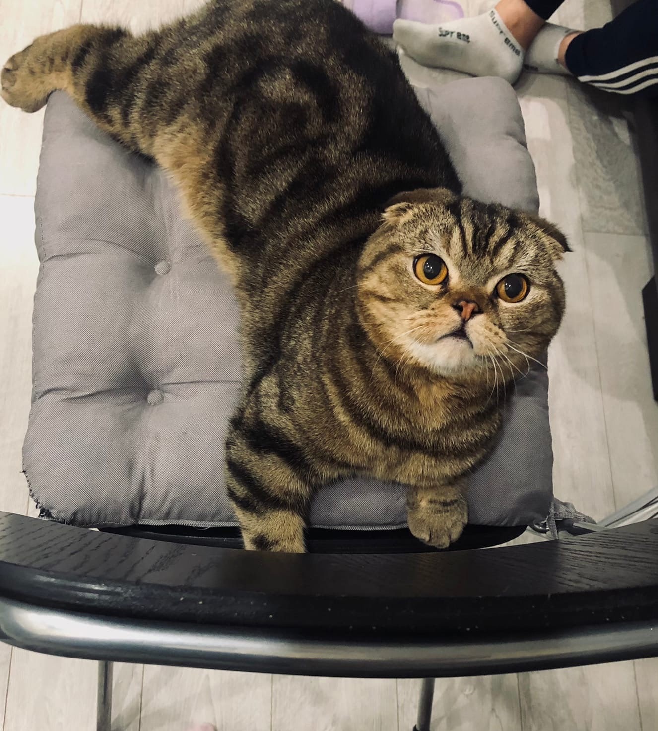 Харитон - Имена для мальчиков - Клички для котов и кошек