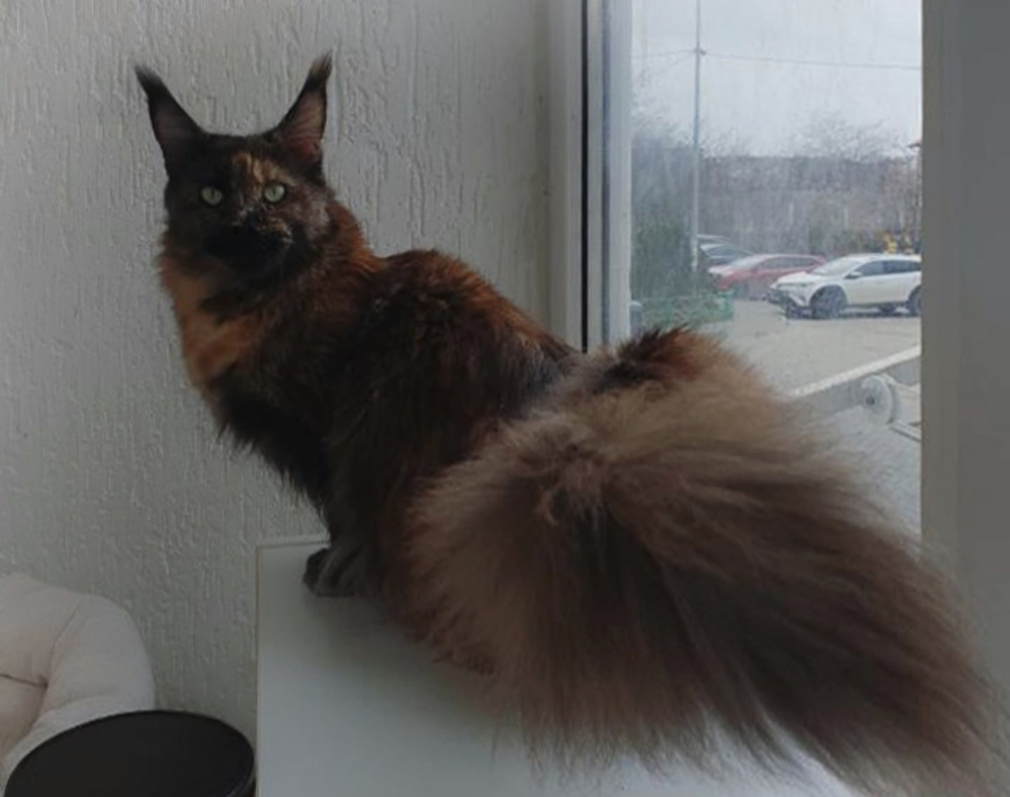 Пашка - Имена для девочек - Клички для котов и кошек