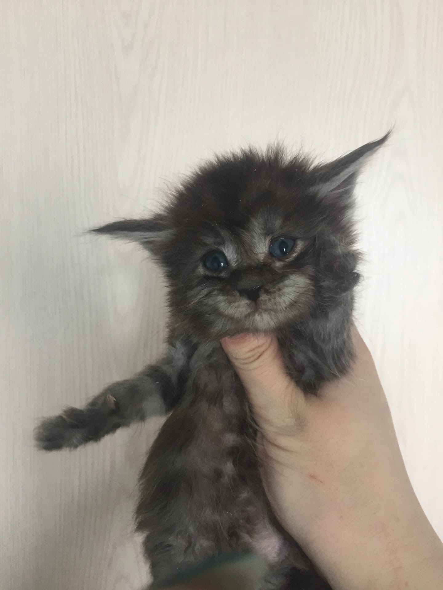 Чупи - Имена для девочек - Клички для котов и кошек