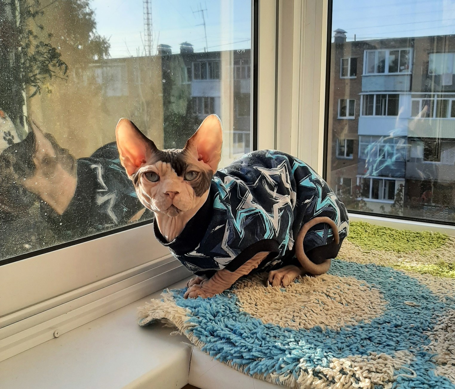 Джон - Имена для мальчиков - Клички для котов и кошек