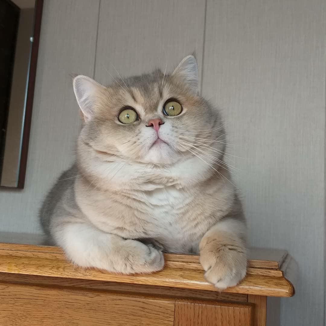 Форбс - Имена для мальчиков - Клички для котов и кошек