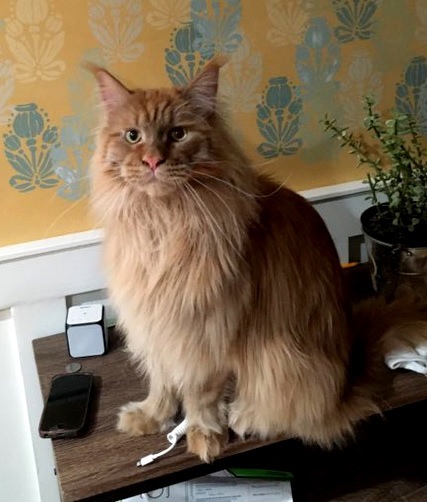 Навахо - Имена для мальчиков - Клички для котов и кошек