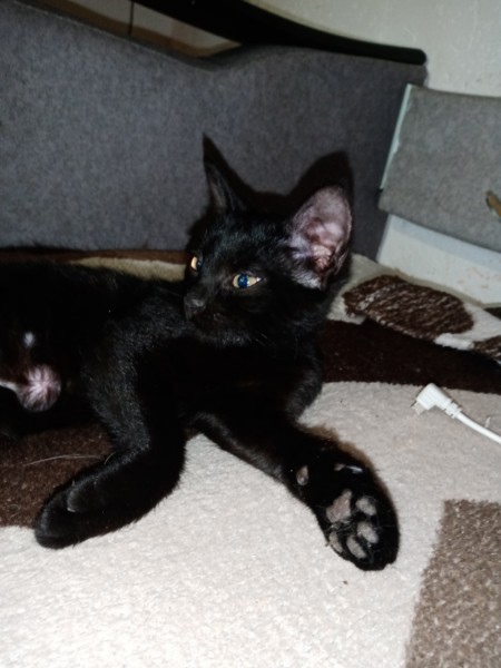 Арфа - Имена для девочек - Клички для котов и кошек