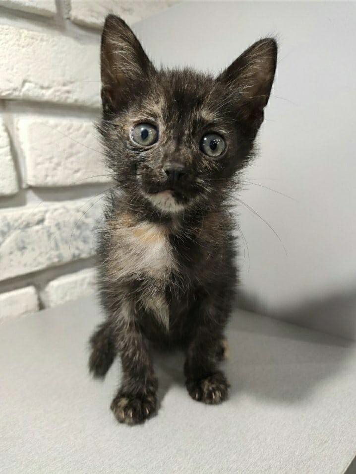 Манюня - Имена для девочек - Клички для котов и кошек