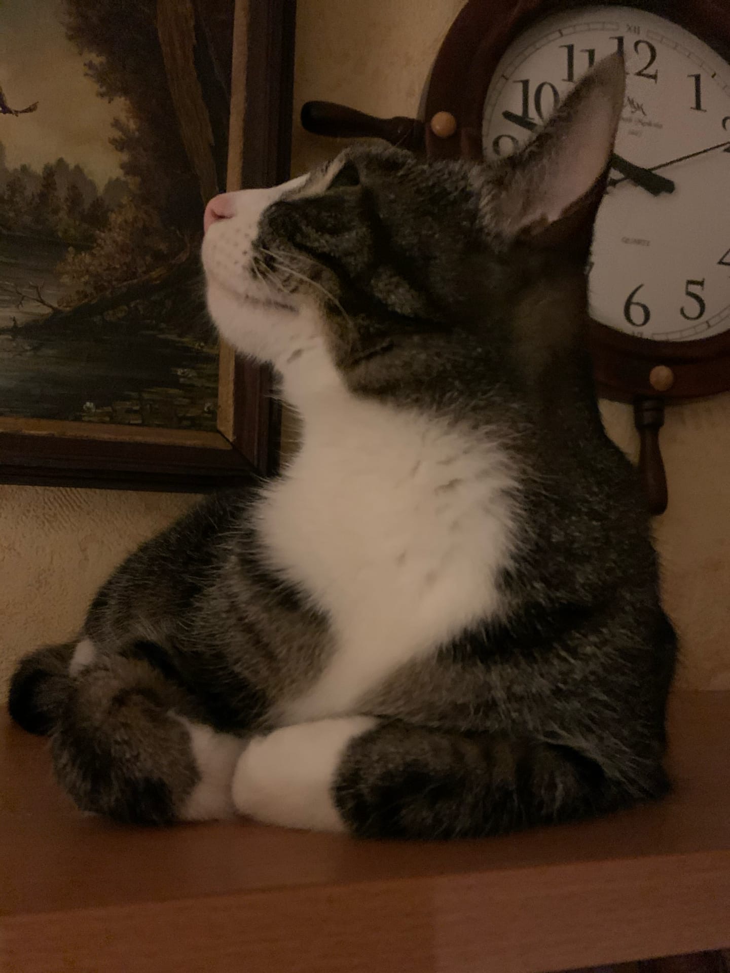 Грейс - Имена для мальчиков - Клички для котов и кошек