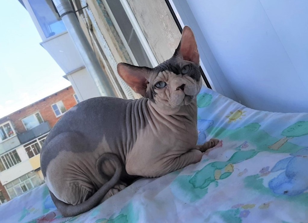 Джорж - Имена для мальчиков - Клички для котов и кошек