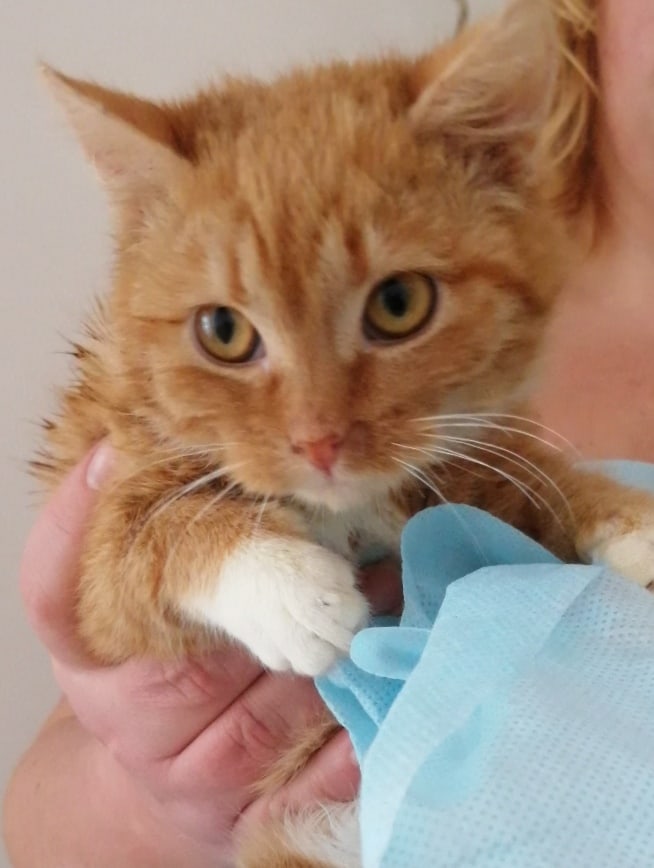 Золак - Имена для мальчиков - Клички для котов и кошек