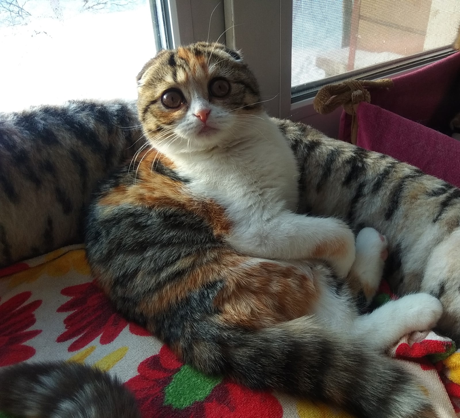 Аделаида - Имена для девочек - Клички для котов и кошек