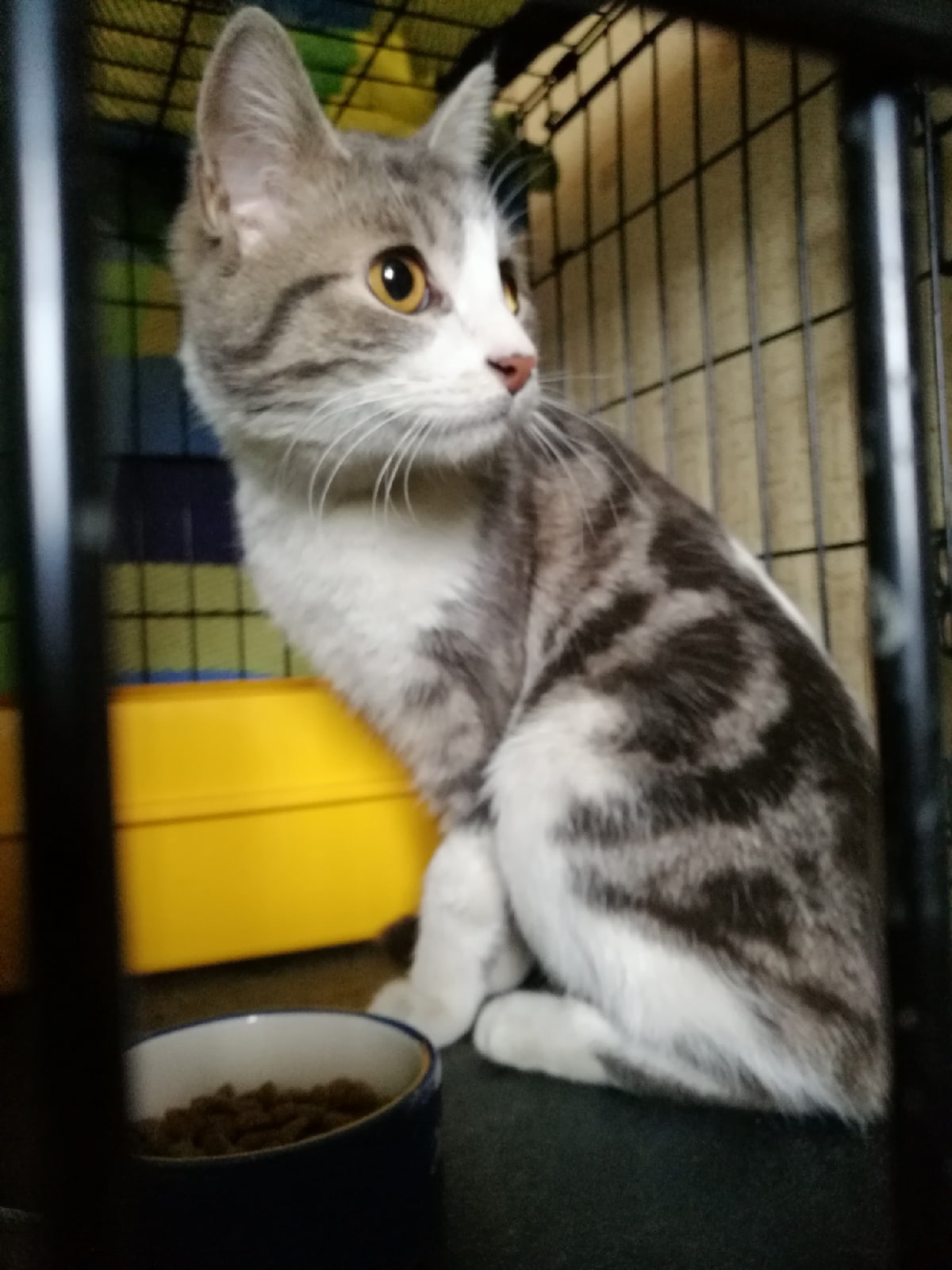 Эйприл - Имена для девочек - Клички для котов и кошек