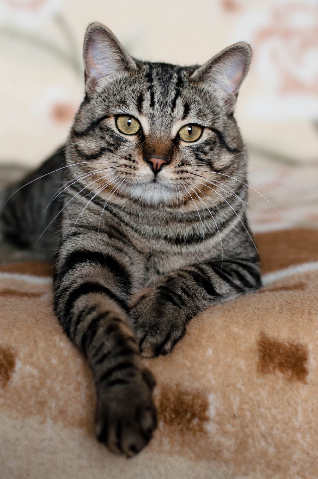 Фаррэл - Имена для мальчиков - Клички для котов и кошек