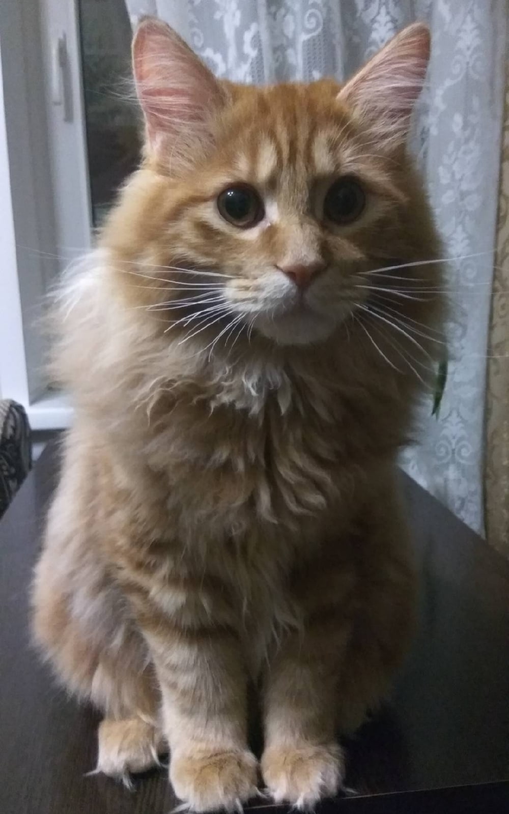 Шаман - Имена для мальчиков - Клички для котов и кошек