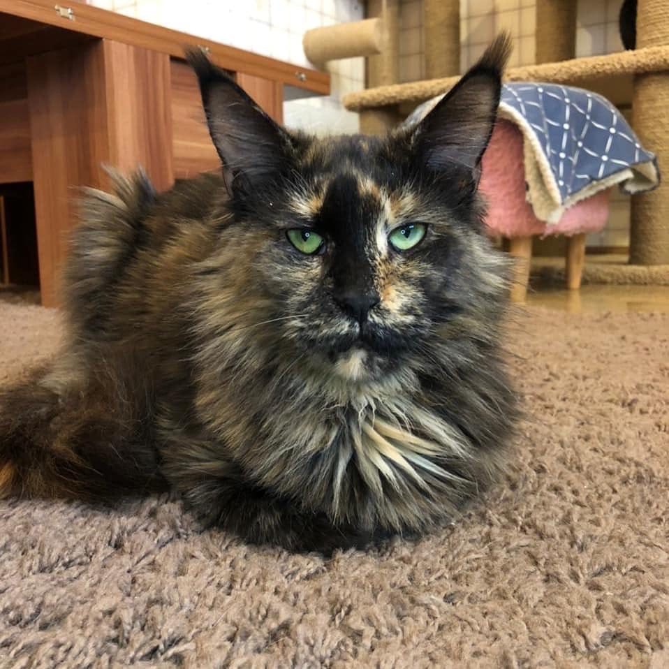 Вета - Имена для девочек - Клички для котов и кошек