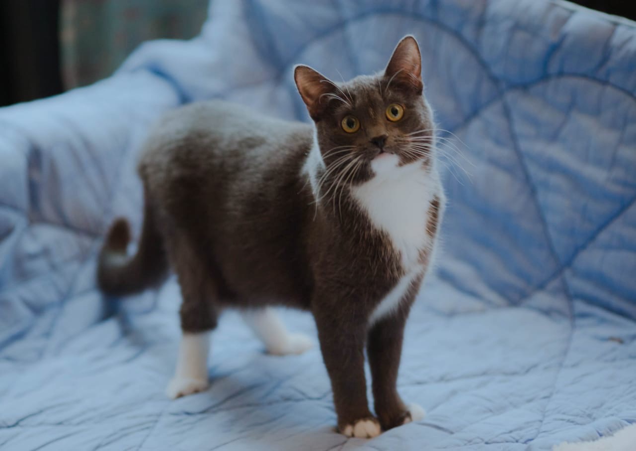 Ваффи - Имена для девочек - Клички для котов и кошек