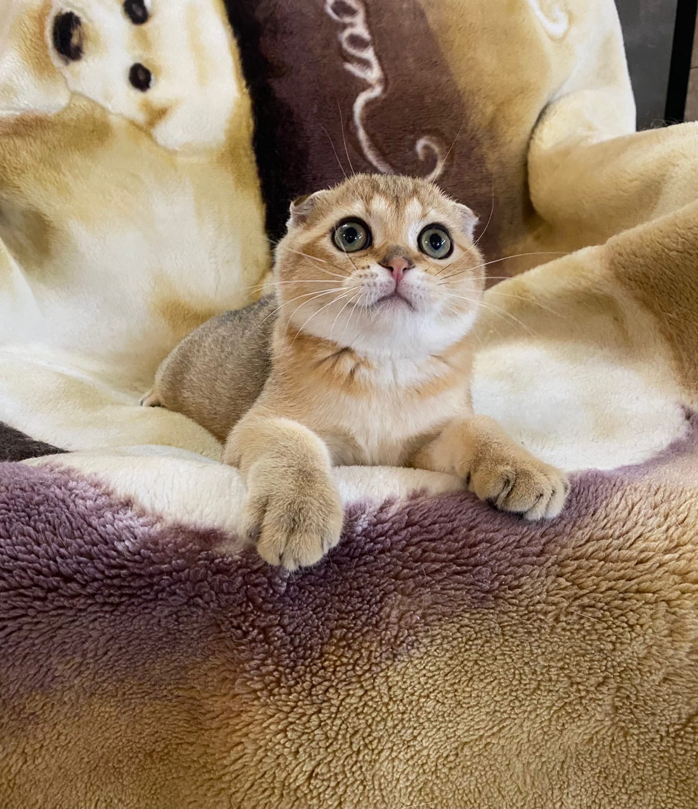 Одиссей - Имена для мальчиков - Клички для котов и кошек