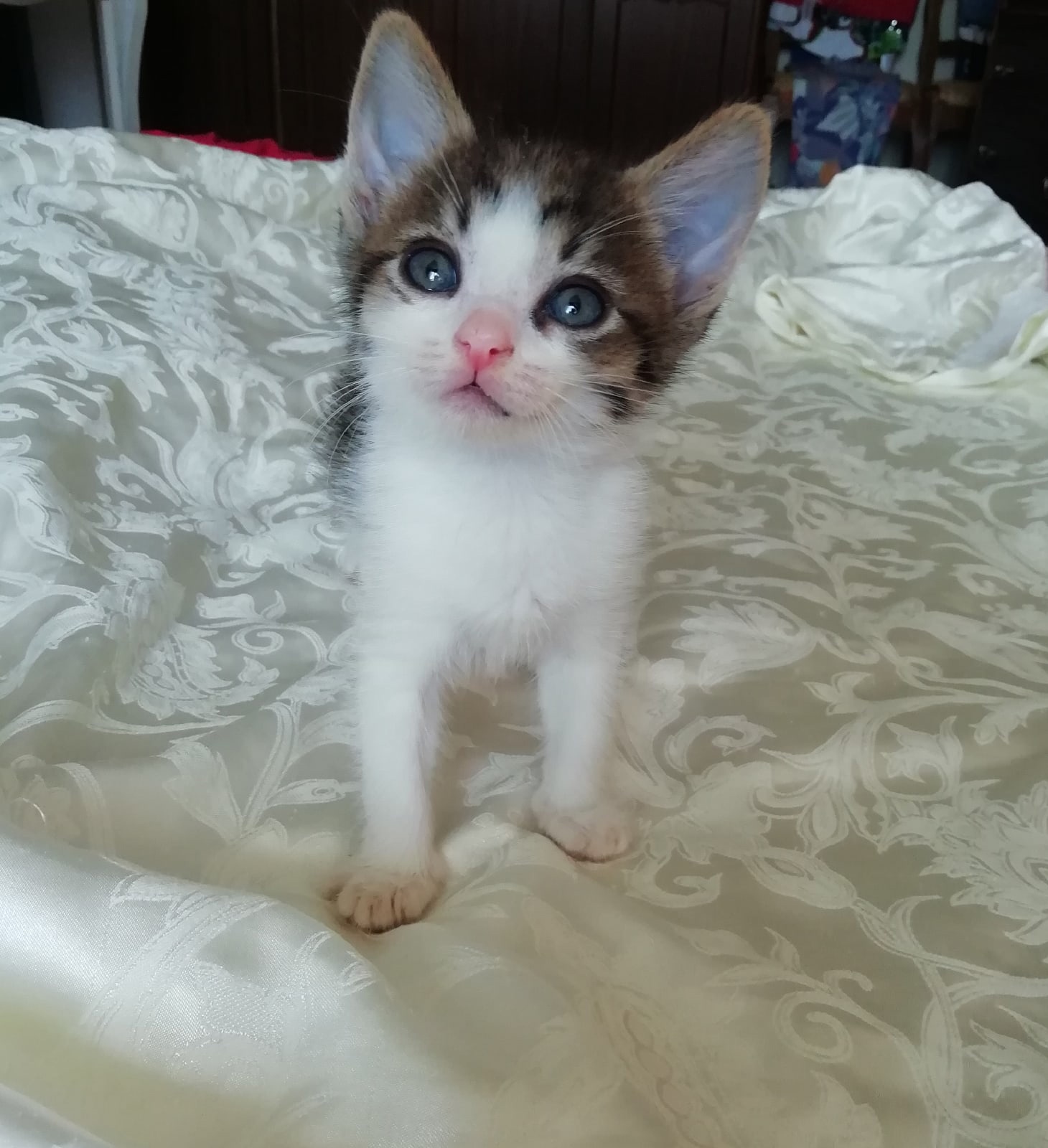 Липуся - Имена для девочек - Клички для котов и кошек