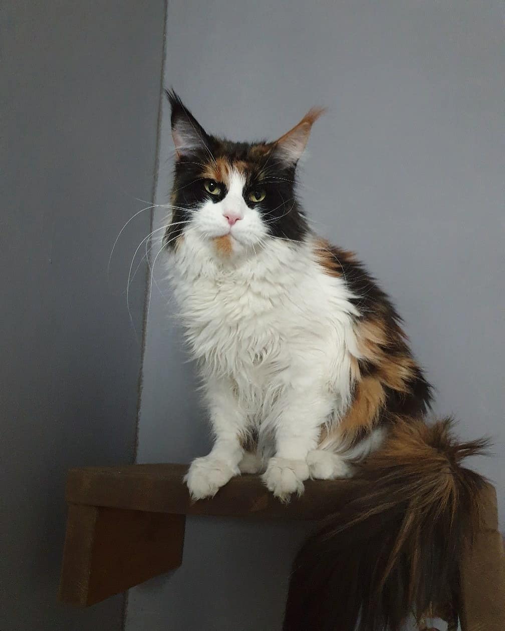 Маргоша - Имена для девочек - Клички для котов и кошек