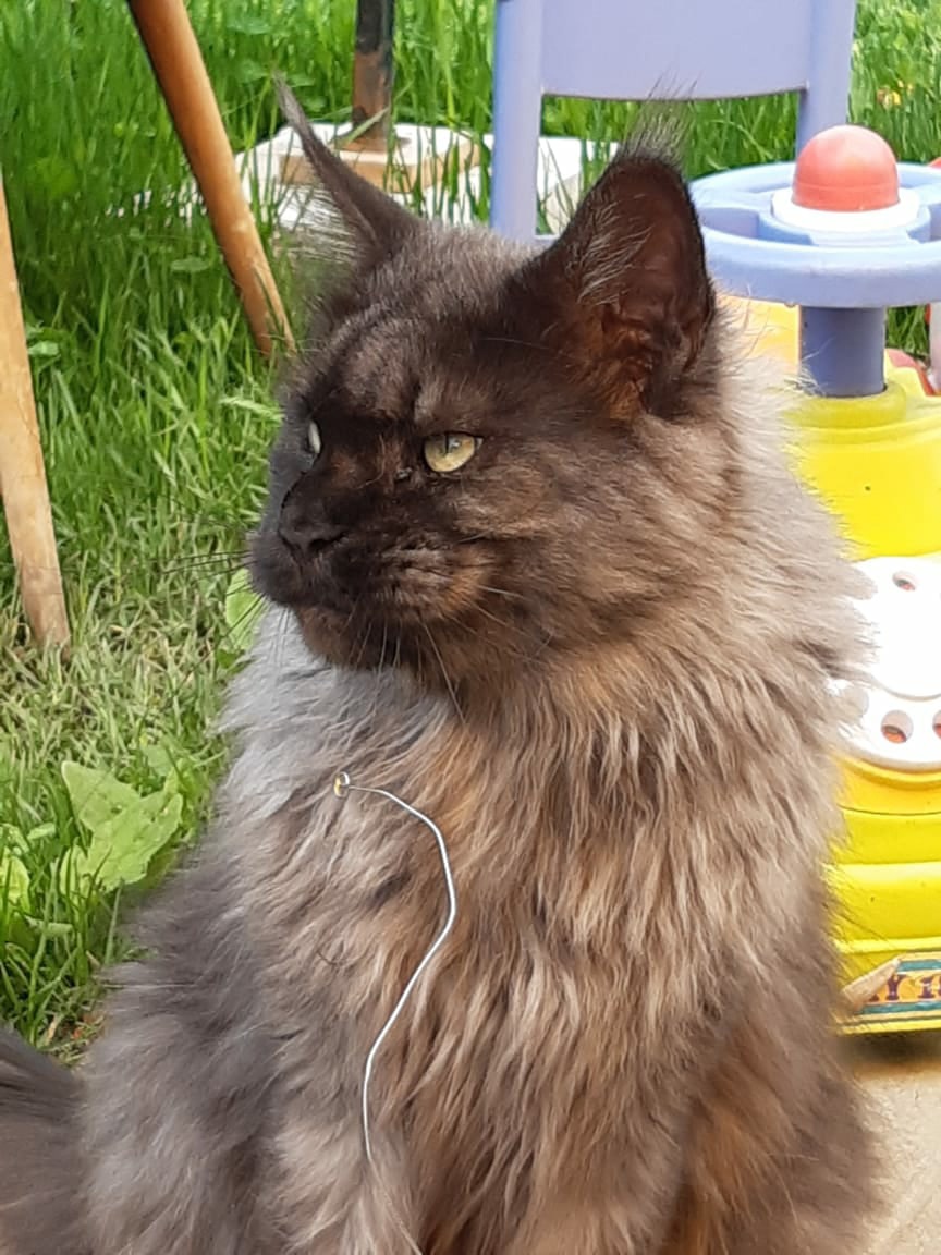 Евгеша - Имена для девочек - Клички для котов и кошек