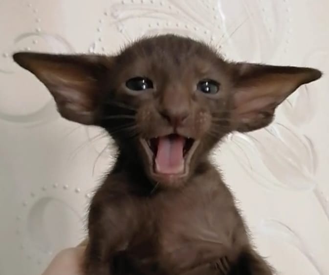 Бонди - Имена для мальчиков - Клички для котов и кошек