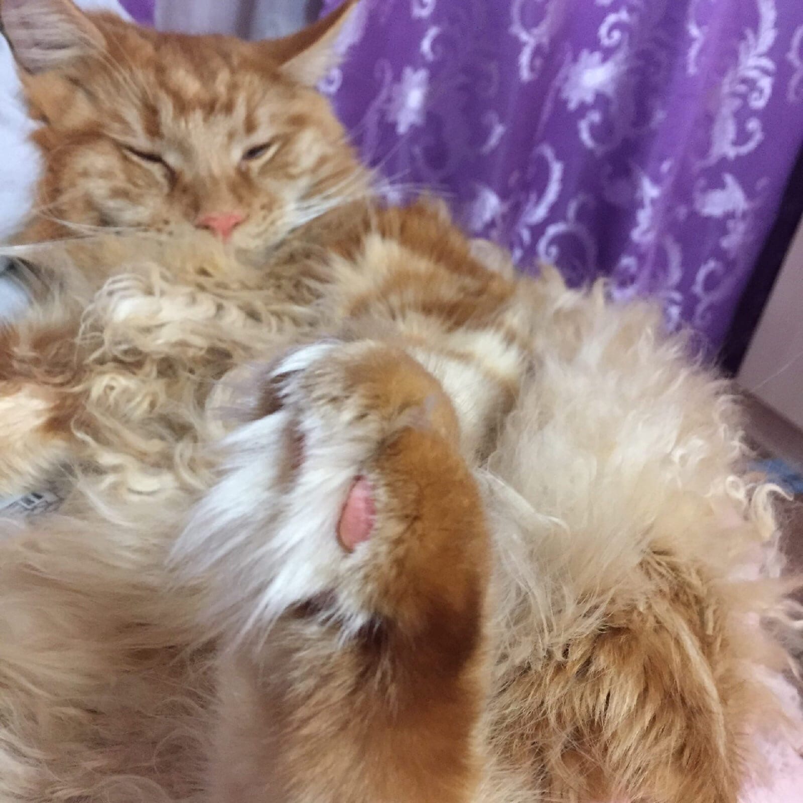 Таир - Имена для мальчиков - Клички для котов и кошек