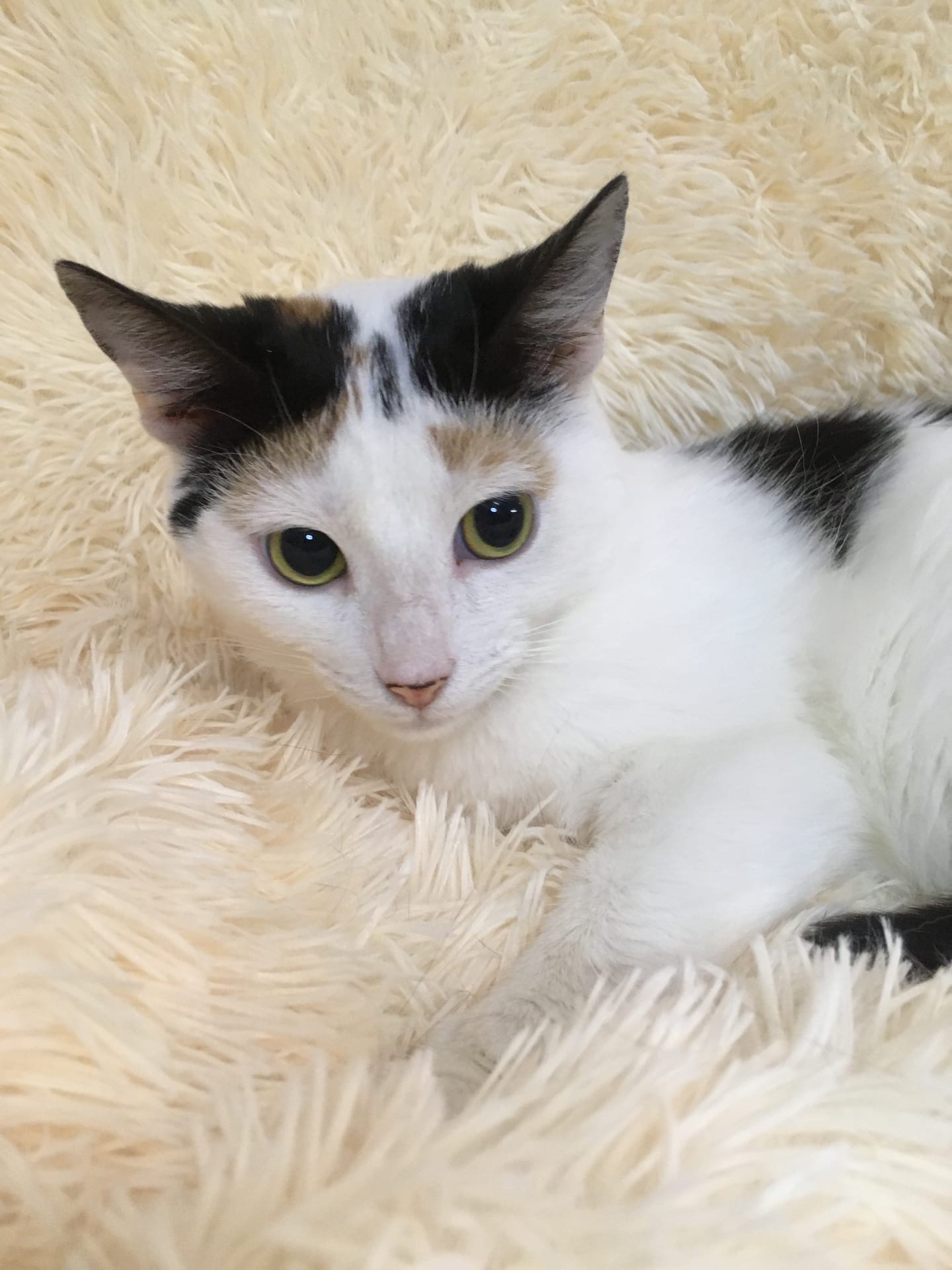 Зяблик - Имена для девочек - Клички для котов и кошек