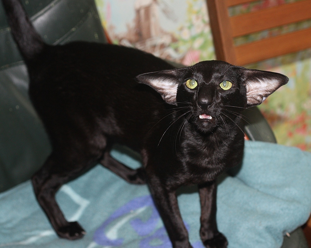 Один - Имена для мальчиков - Клички для котов и кошек