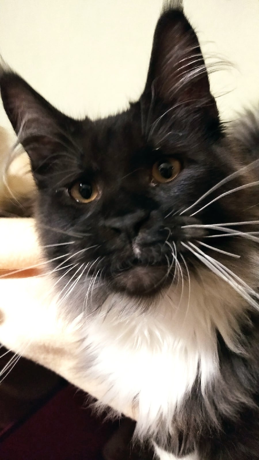 Елизар - Имена для мальчиков - Клички для котов и кошек