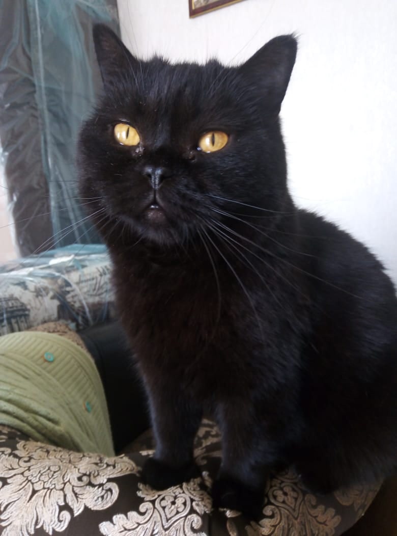 Бося - Имена для мальчиков - Клички для котов и кошек